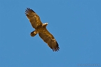 Lesser Spotted Eagle_KBJ3485